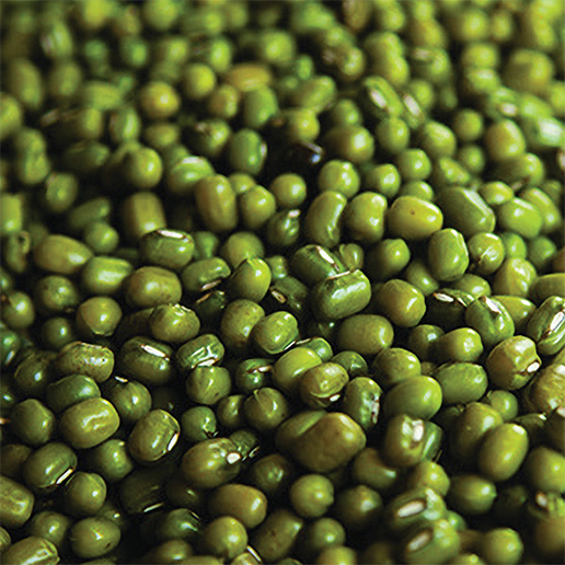 Mung Bean